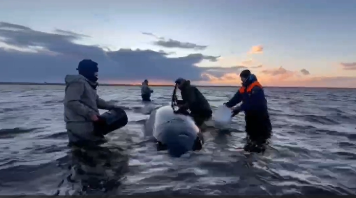    Видео: операция по спасению косаток – их обливают водой