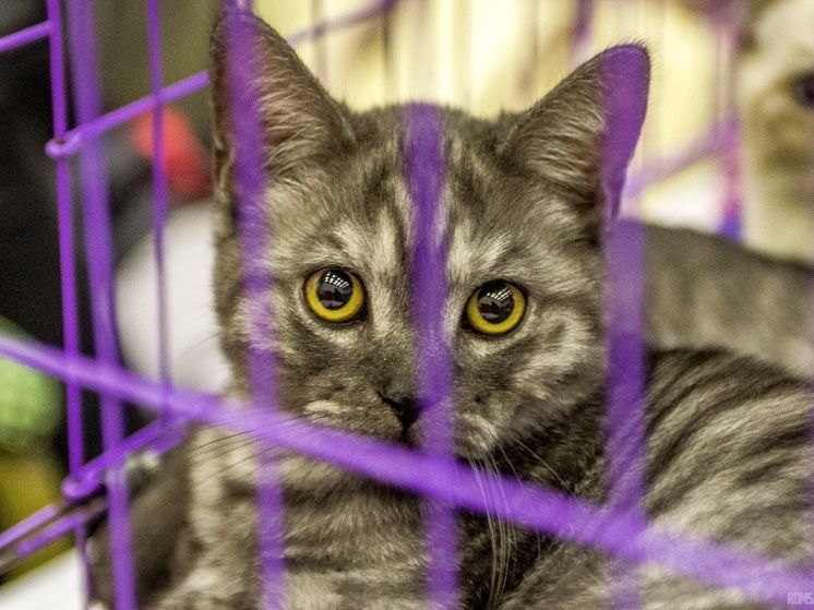     Выставка кошек в музее Комсомольска-на-Амуре: элегантные представители различных пород ждут гостей. Фото: ВК-сообщество Komsagram