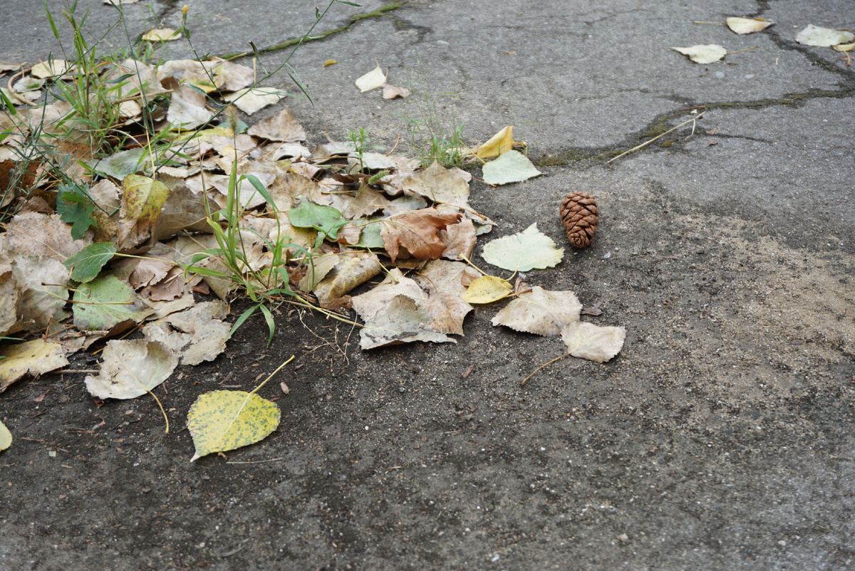 Листья августа