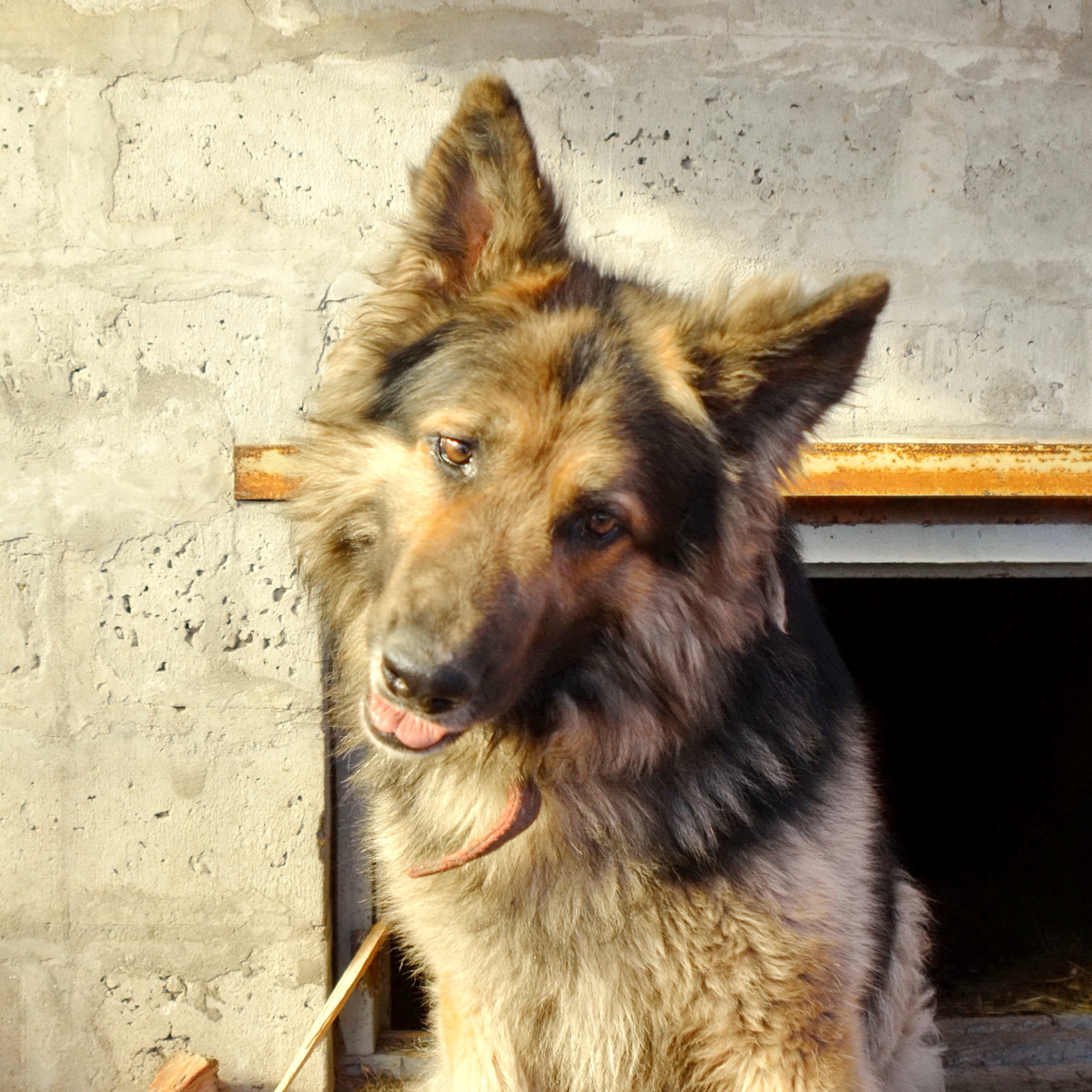 Немецкая овчарка в одном из подмосковных приютов. На фото пес выглядит очень мило. В жизни вандалил и проявлял агрессию к людям и к животным. Был отправлен на кинологическую передержку, но даже после нее проблемы полностью не исчезли 