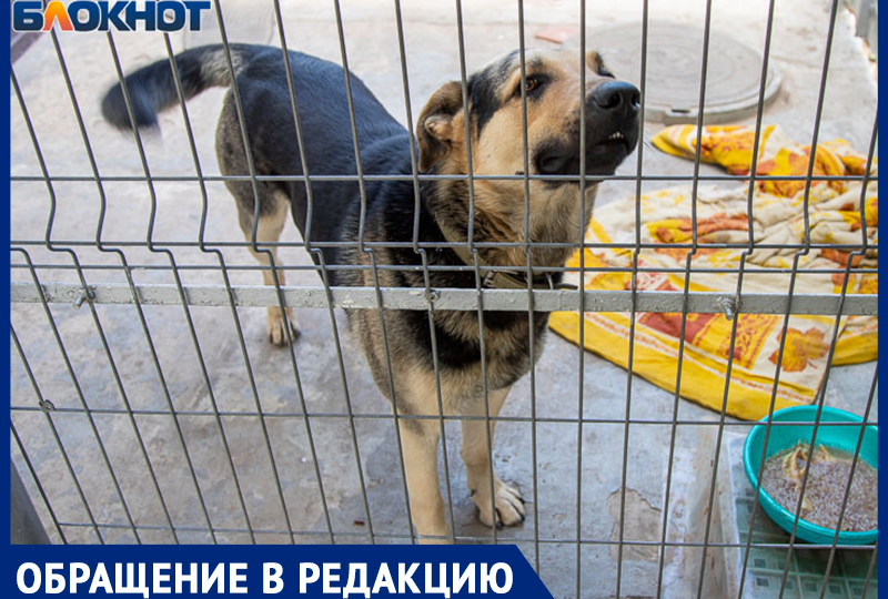 Без поводка и намордника: волжане жалуются на владельцев крупных собак