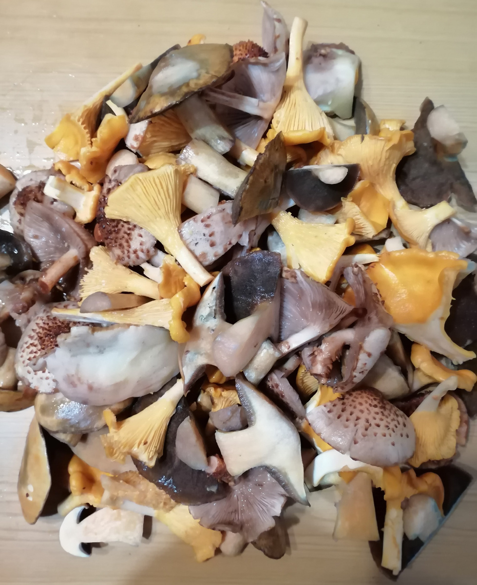 Фото 2. «Откуда грибочки? Из леса вестимо...» (листайте по стрелке – всего 2 фотографии)
