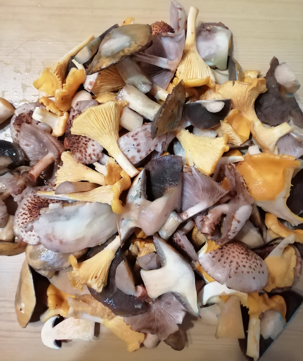 Фото 2а. Лисички, подберёзовики, маслята, рыжики, подосиновики
