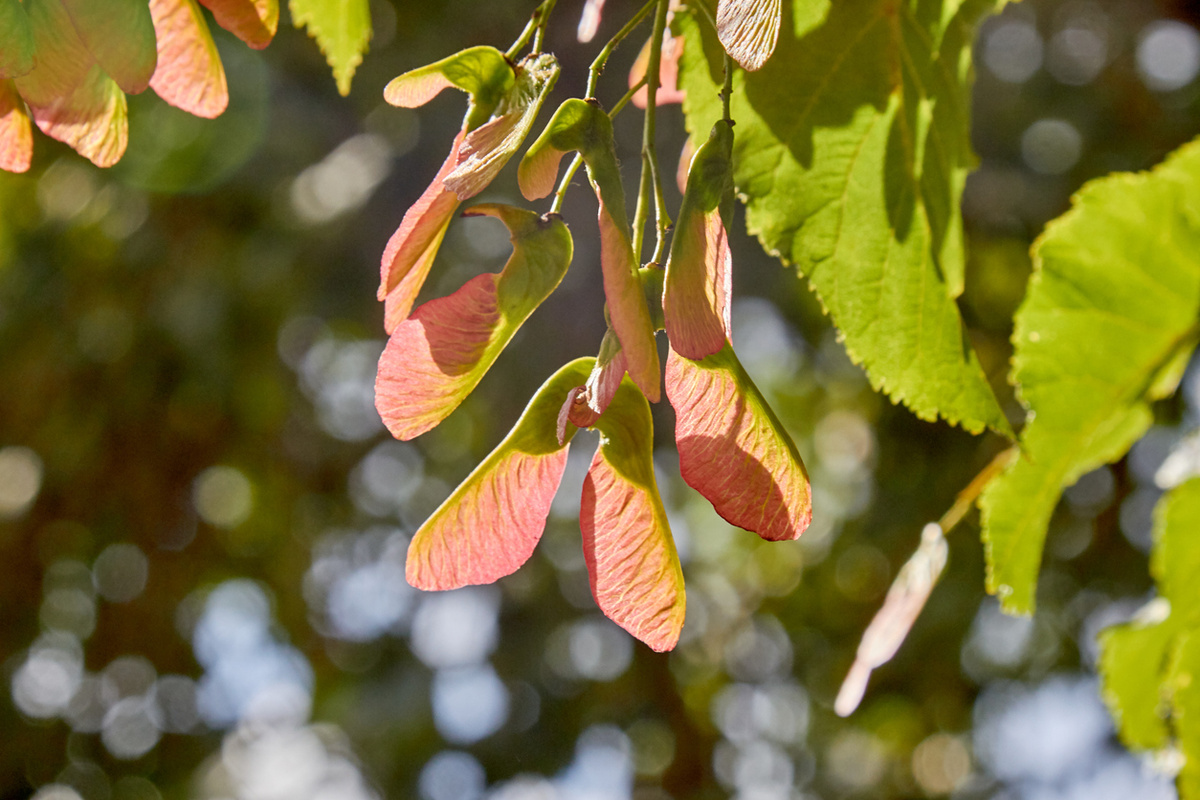    Кленовые вертолетики (крылатки)