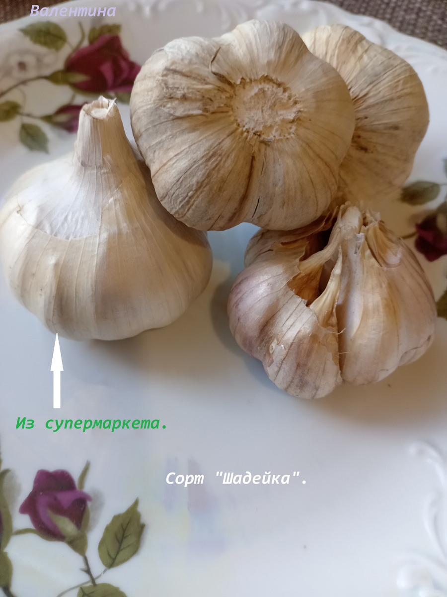 Два сорта чеснока, с которыми не подружилась.