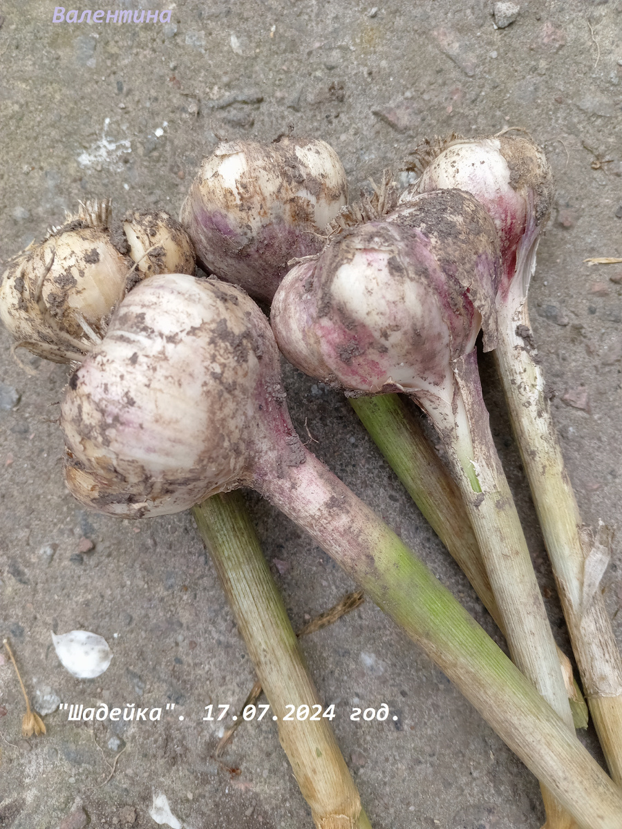 У некоторых луковиц сорта масса была более 100 грамм.