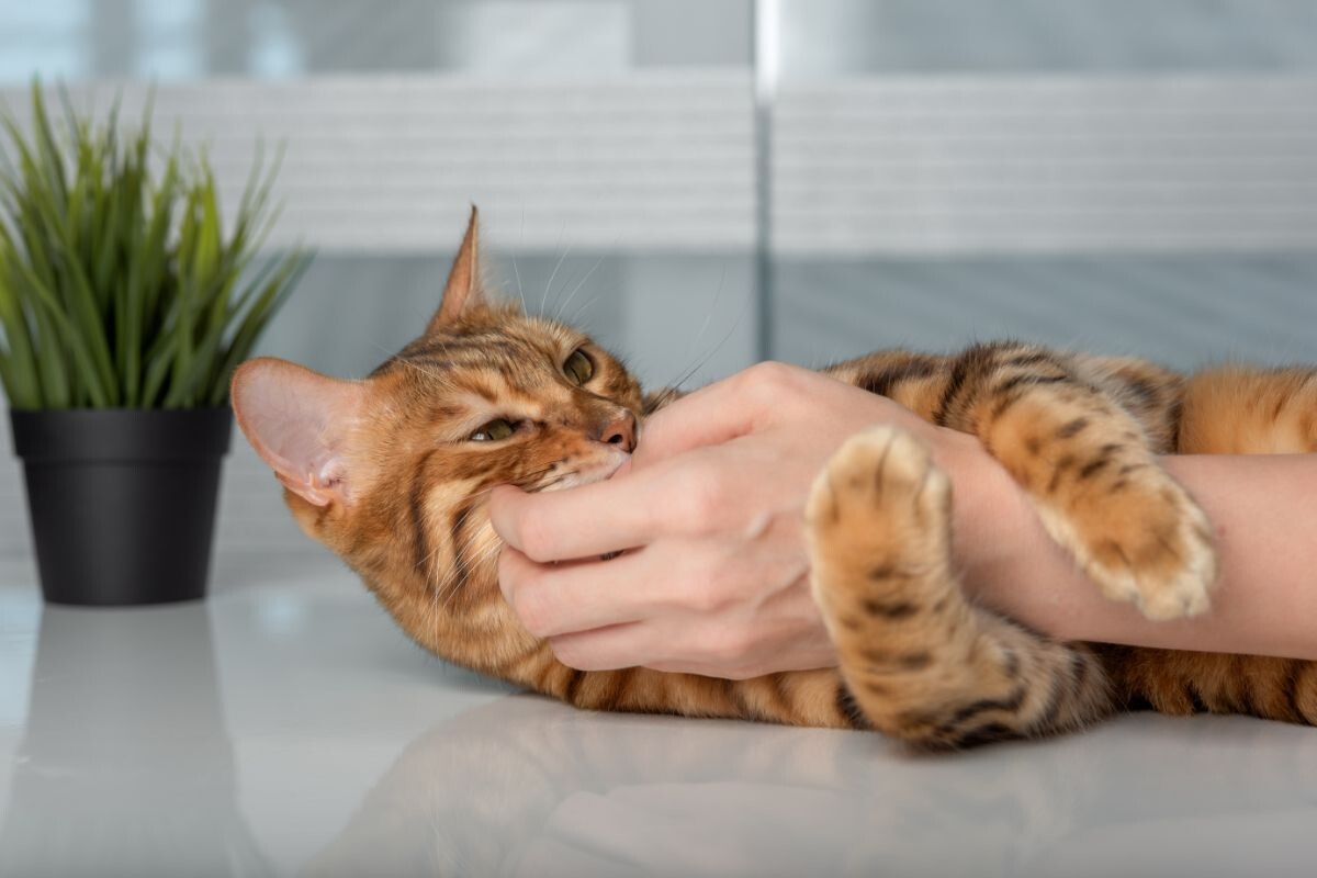 Кошка играет с рукой хозяина 