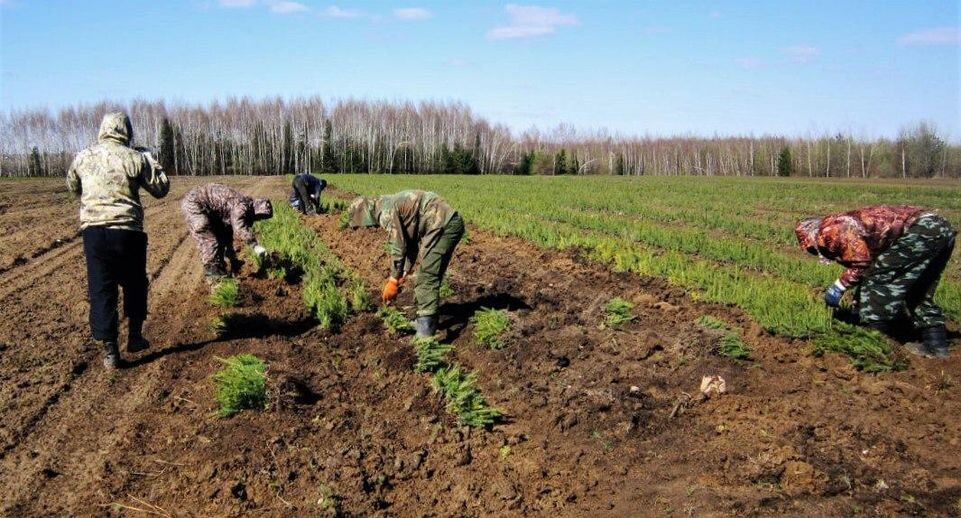   Комитет лесного хозяйства МО