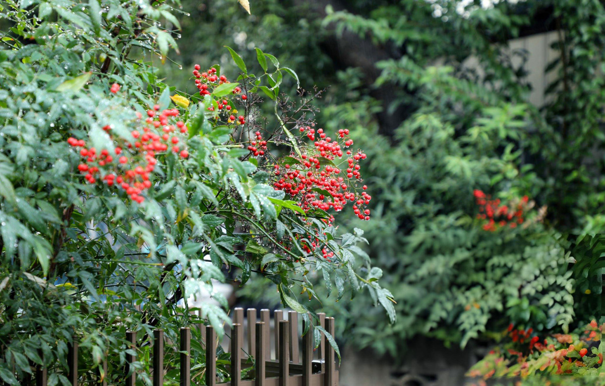 Дачная красота