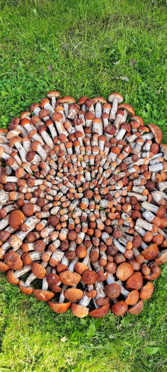 Легко можете собрать такой урожай! Но мы сюда приехали не за этим…