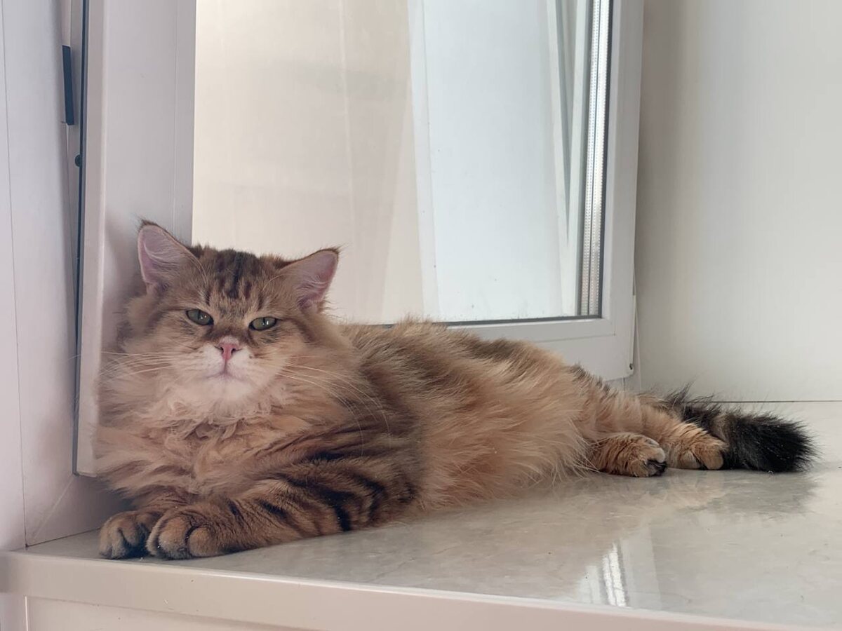 Quashtan Vivalavita, окрас черный золотой мраморный табби