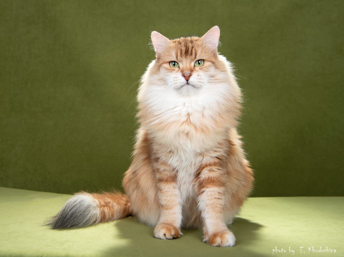 мама Князя Infiniti Vivalavita, окрас черный золотой черепаховый мраморный табби