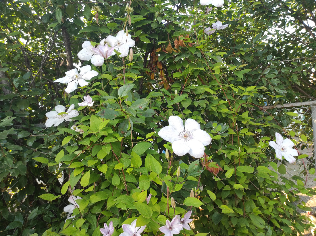 Мои белые клематисы