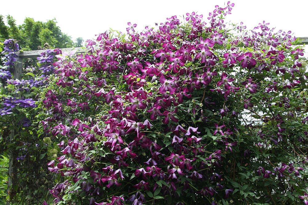 мелкоцветковые клематисы