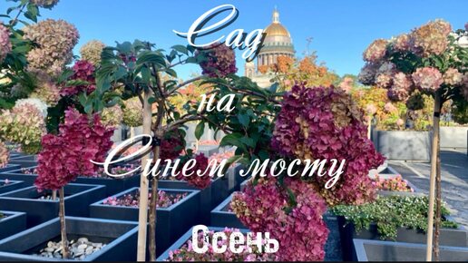 Пешком по Петербургу. Осенний Сад на Синем мосту. Мини-розы, петуньи, отцветающие гортензии, шахматы, лабиринт, вид на Исаакиевский собор