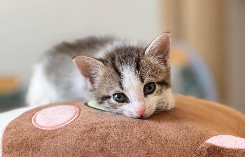 Защитим от болезней кошечку Хому и её друзей