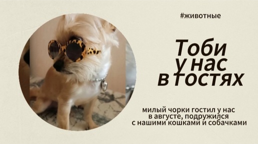 Download Video: Тобик у нас в гостях и 3 мои домашних кошки