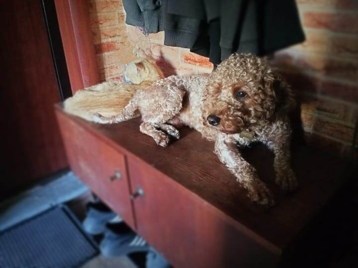 Румпель: - Барсик, смотри-смотри, Гриша пар выпускает.