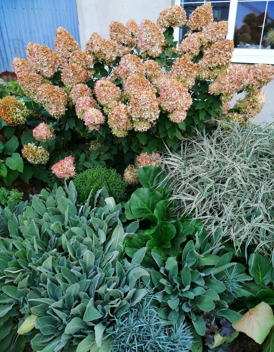 Я знаю, что многие не любят, когда гортензия ржавеет. А мне очень нравится. Она будто бы становится мудрее, снисходительнее, крепче. Это настолько обескураживающе естественно, что я не могу как-либо возражать этим изменениям и просто каждый раз наслаждаюсь новыми нюансами оттенков. 