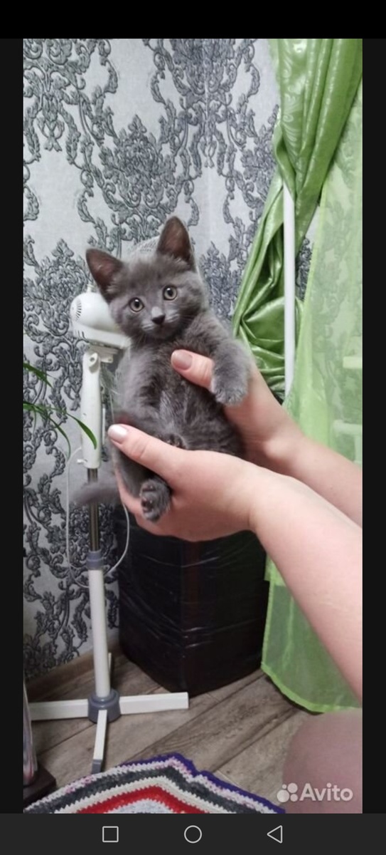 Фото Муськи на Авито. 