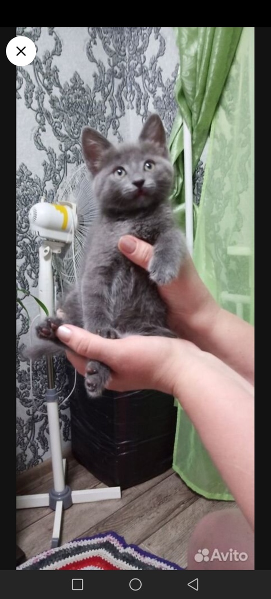 Фото Муськи на Авито. 