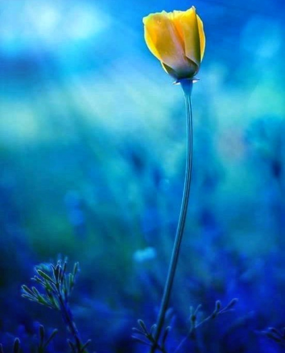 Изображение из открытых источников 