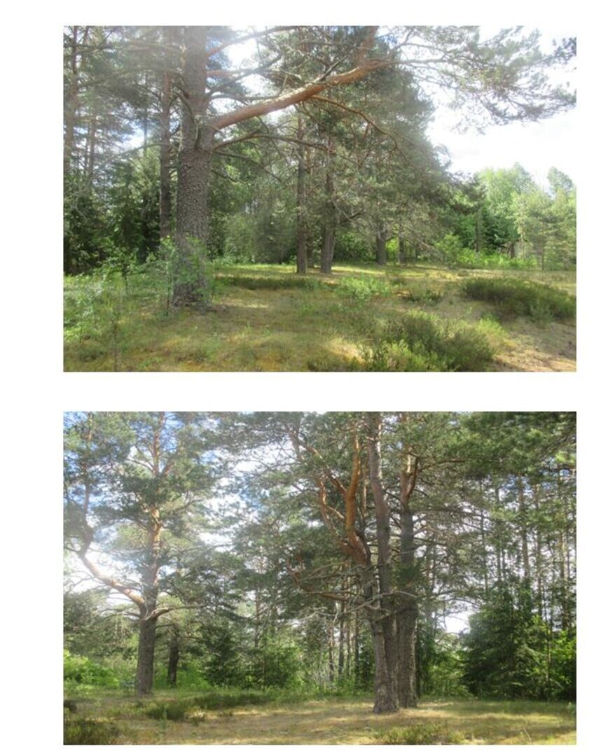 Усадебный парк в д. Сивцево Мошенского района. Фото с сайта kartarf.ru