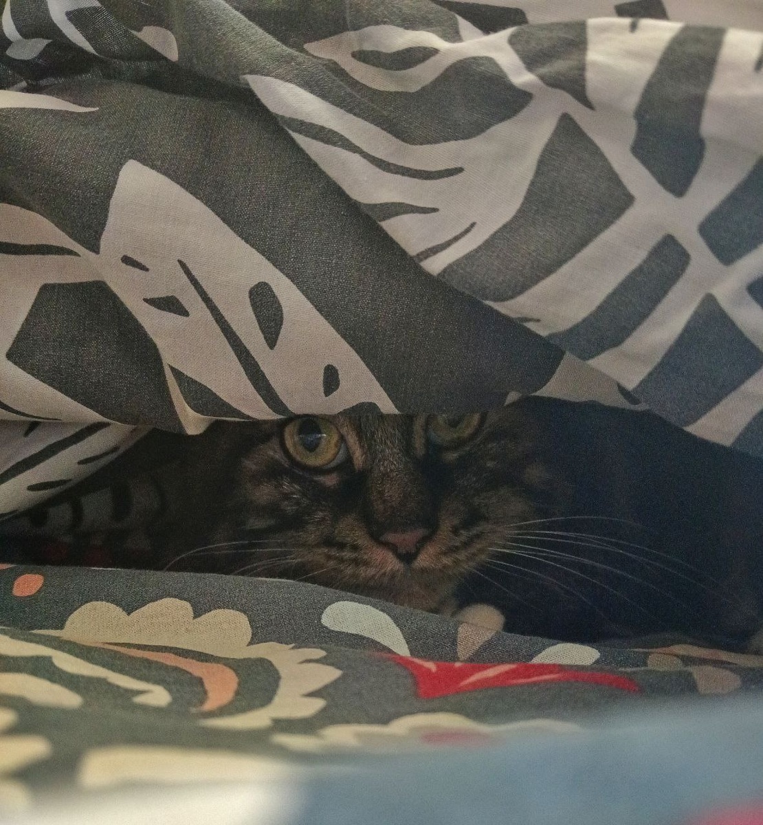 Норный кот