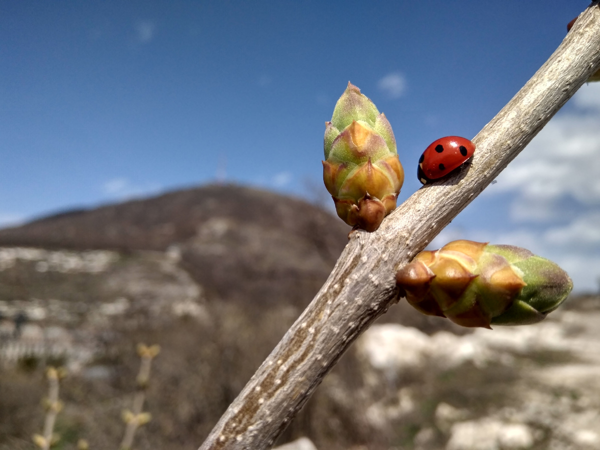2021 год. Пейзаж ещё серый, но яркие акценты природа уже расставляет (фото автора)