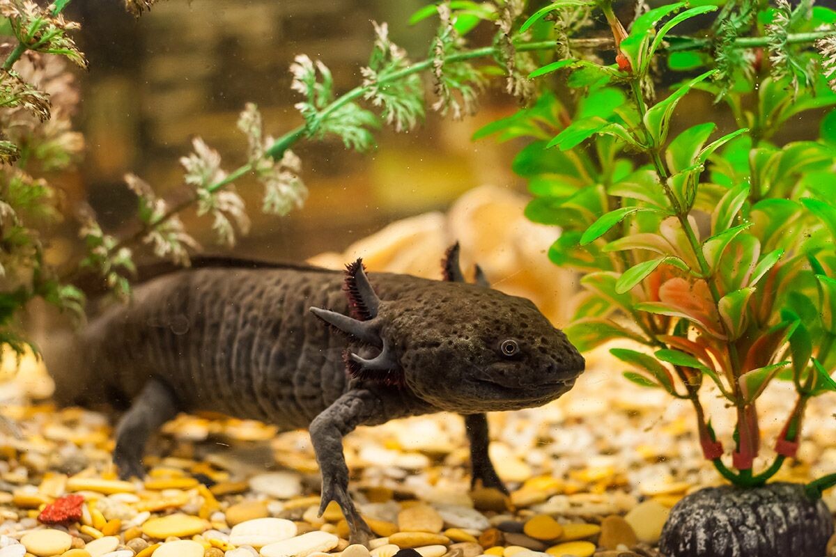 Температура и кислород — два жизненно важных показателя. Источник: Shutterstock📷
