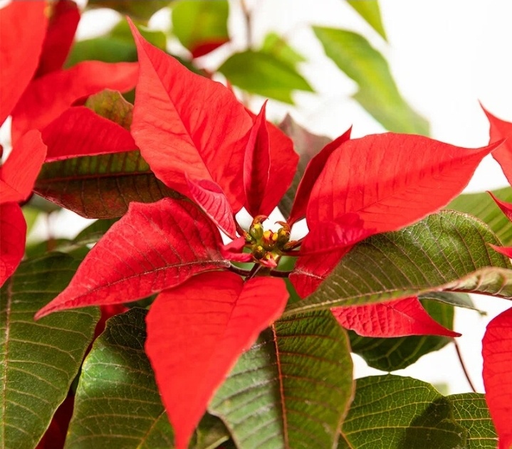 Скрин из свободных источников. 