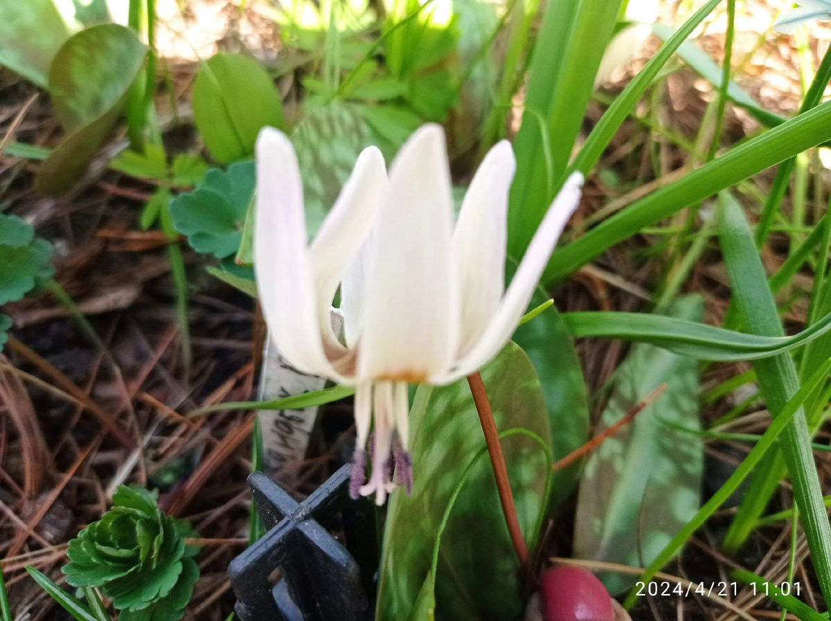 европейский