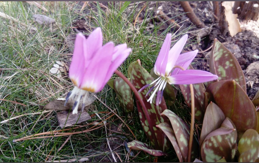 тоже европейский