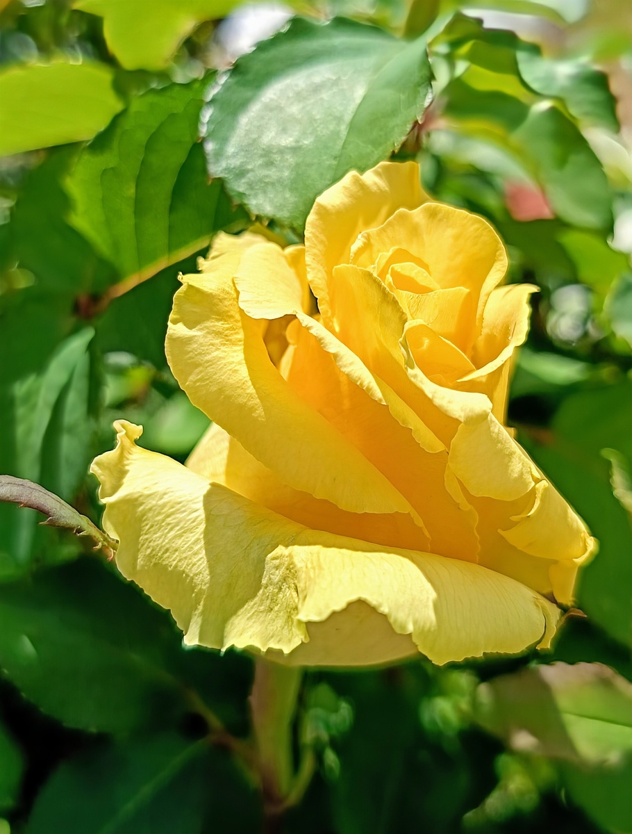 Роза из моего сада.