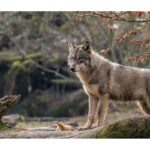    На каких животных и когда можно охотиться в Беларуси? Пётр Берёза