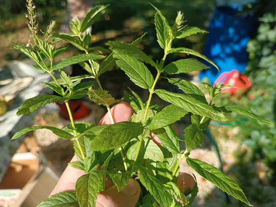 Сортов мяты существует множество