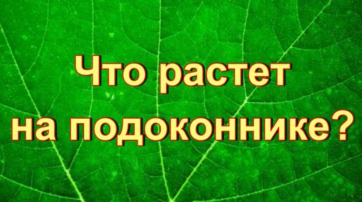 Что растет на подоконнике? Комнатные растения презентация по окружающему миру.