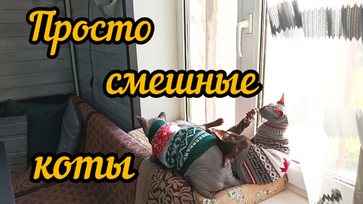 Сфинксы и орик. Просто смешные коты. Бадди баламут