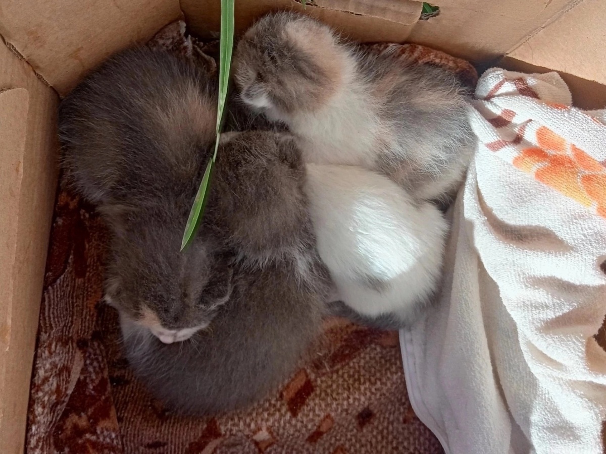 Котята ещё не открыли глазки