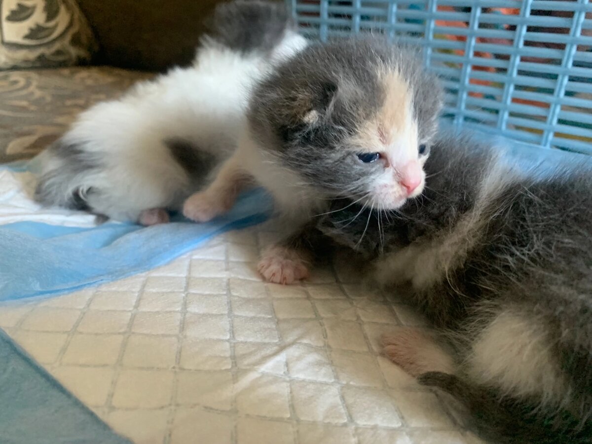 Сначала мы не могли их накормить. У котят не получалось глотать молоко