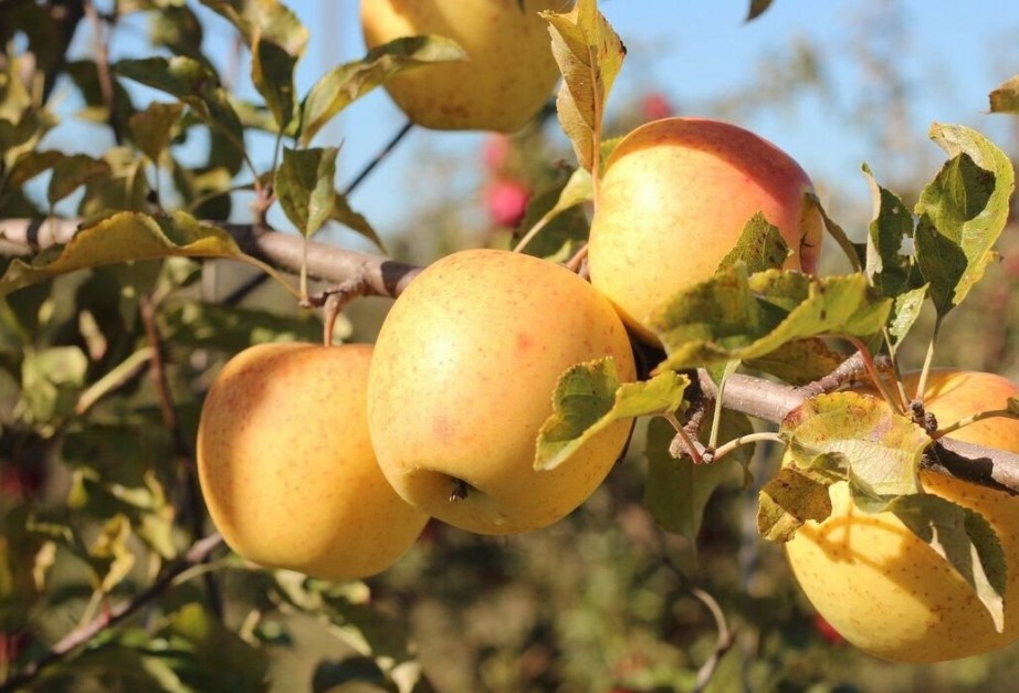 Яблоки, поврежденные паршой или имеющие признаки укусов насекомых, не подходят для хранения.