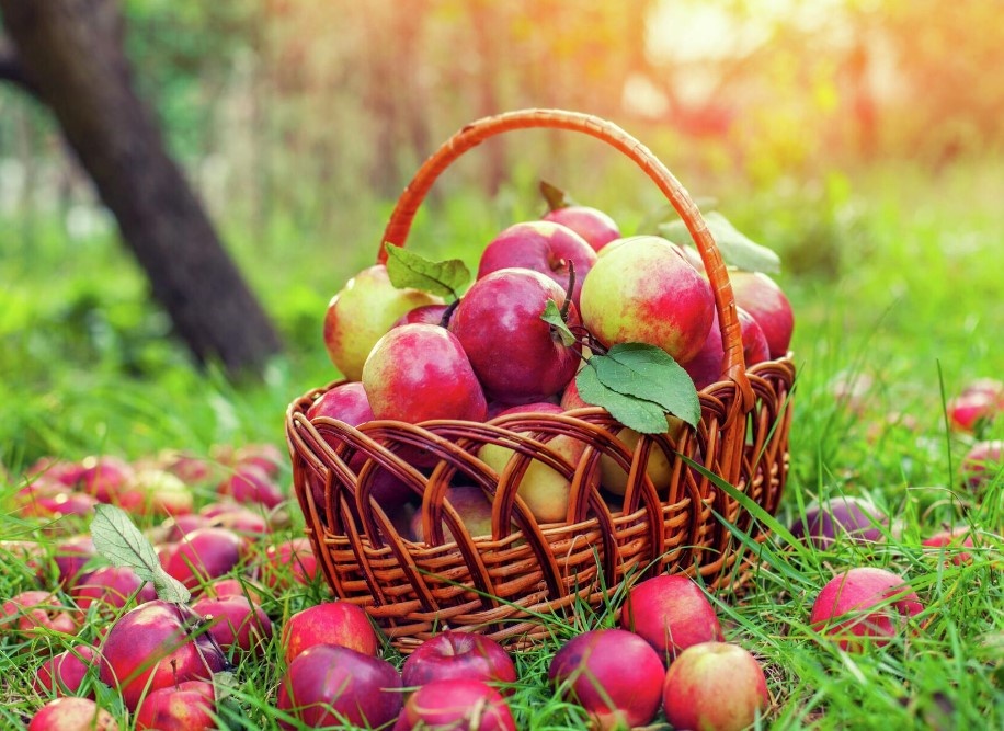 Если яблоки срываются без плодоножки, лучше подрезать плодоножку секатором, чтобы сохранить ее.