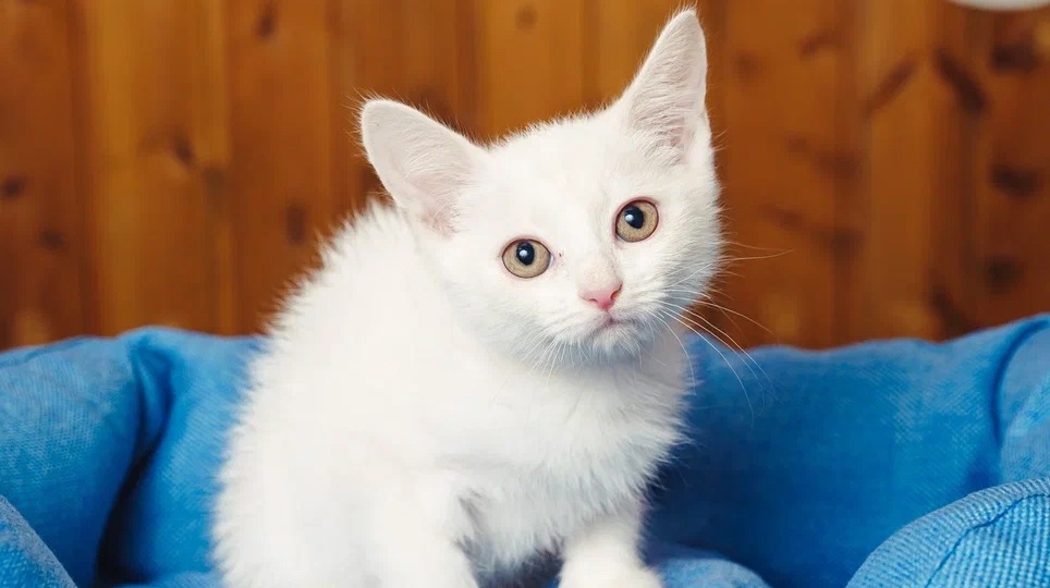 Белые пушинки скоро будут искать дом!