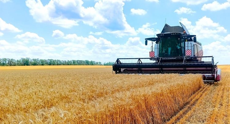    В Ленинградской области качество пшеницы нового урожая оценивается как высокое