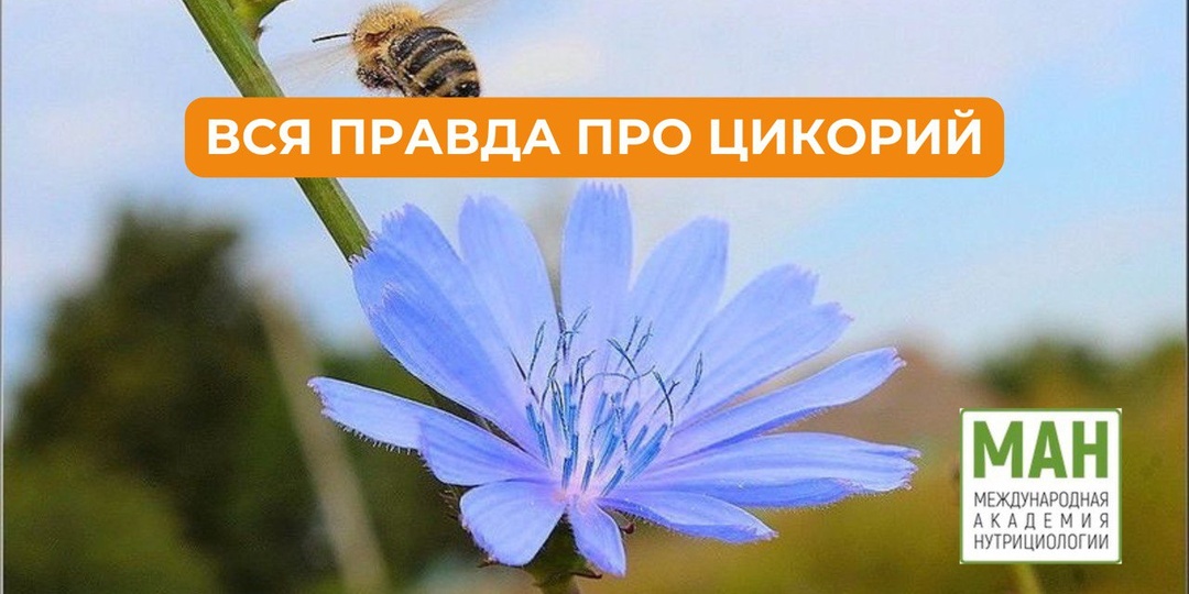 ВСЯ ПРАВДА ПРО ЦИКОРИЙ