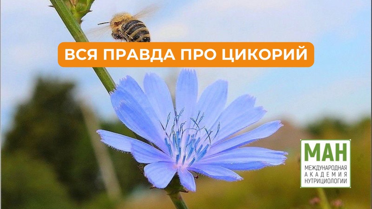 ВСЯ ПРАВДА ПРО ЦИКОРИЙ