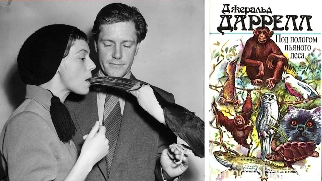 Джеральд и Джеки Даррелл, 1954 год. Обложка книги «Под пологом пьяного леса», 1988