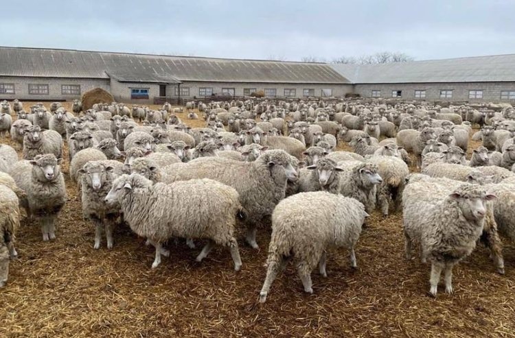    Ставропольские животноводы приступили к кампании по осеменению овец