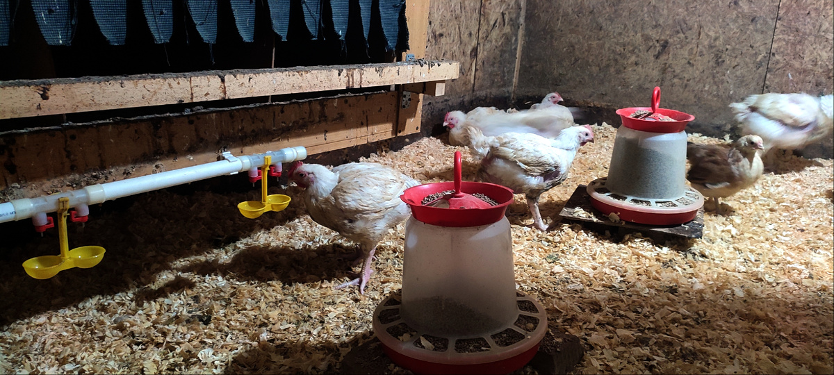 Один из вольеров, где я сегодня установила нипельную поилку