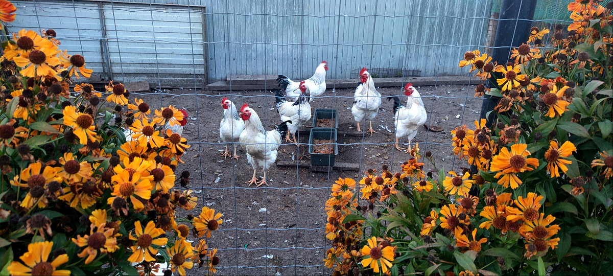 Вот они, мои бравые парни